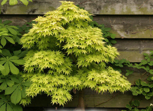 Small Trees for Front Yard: Perfect Picks for Compact Landscapes