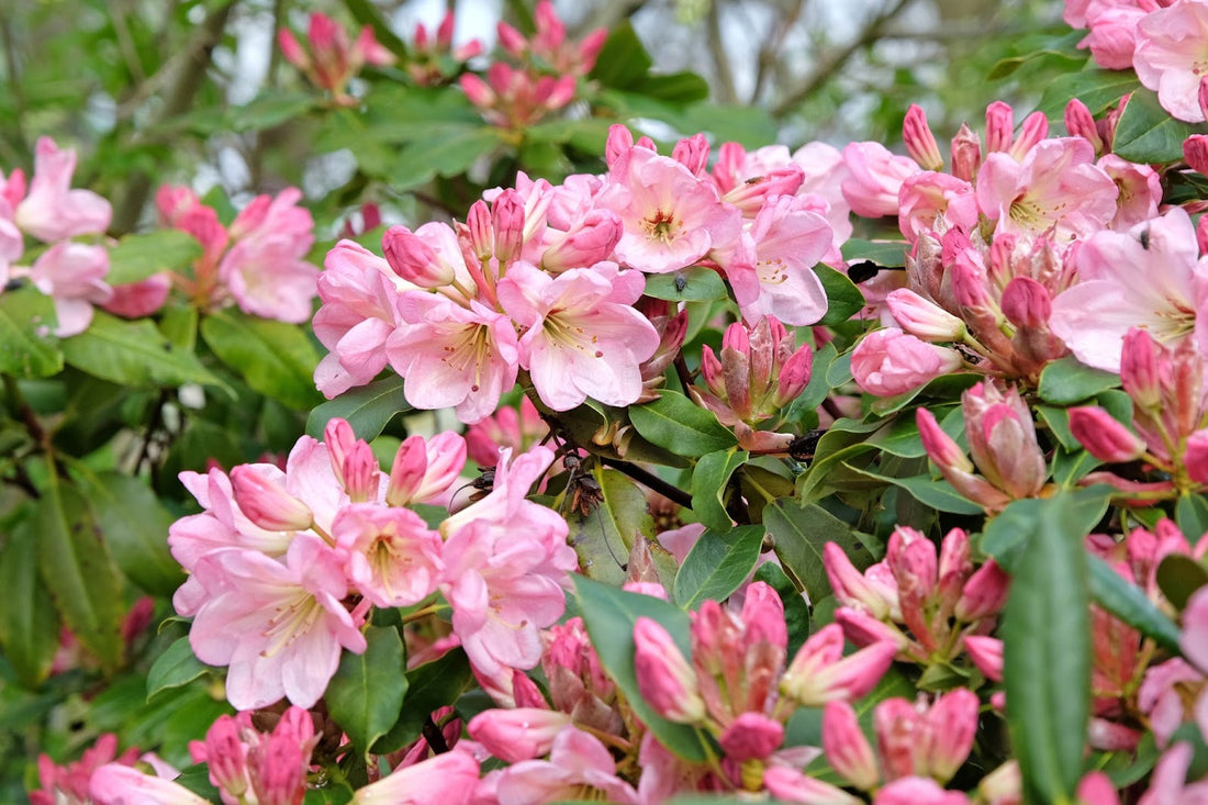 rhododendron
