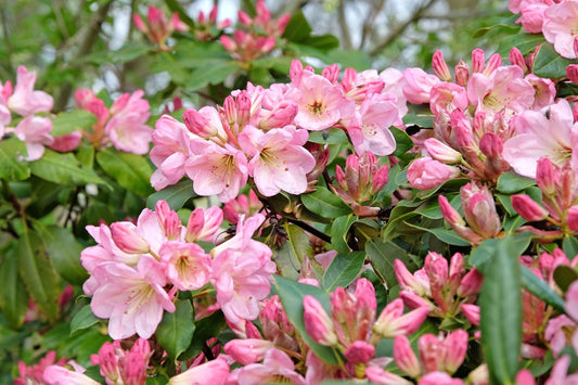 rhododendron