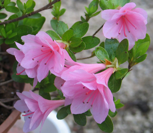 A Complete Guide to Pacific Northwest Gardening