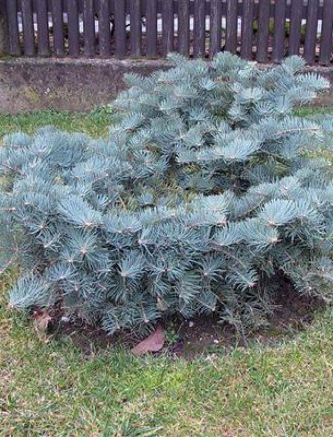Abies concolor 'Wattezii Prostrate'