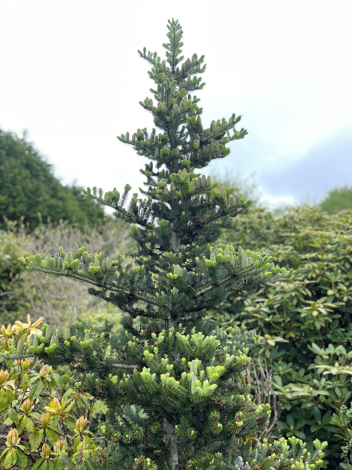 Abies koreana 'Starker's Dwarf'