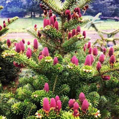 Abies koreana 'Starker's Dwarf'