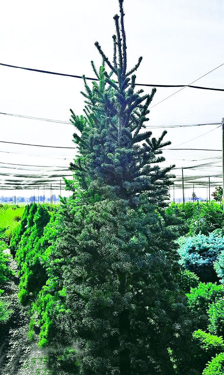 Abies procera 'Blue Spire'