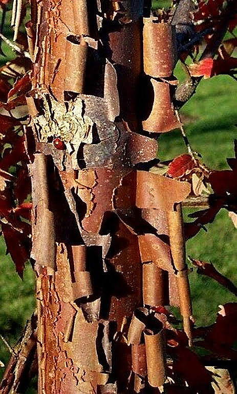 Paper Bark Maple - Acer griseum