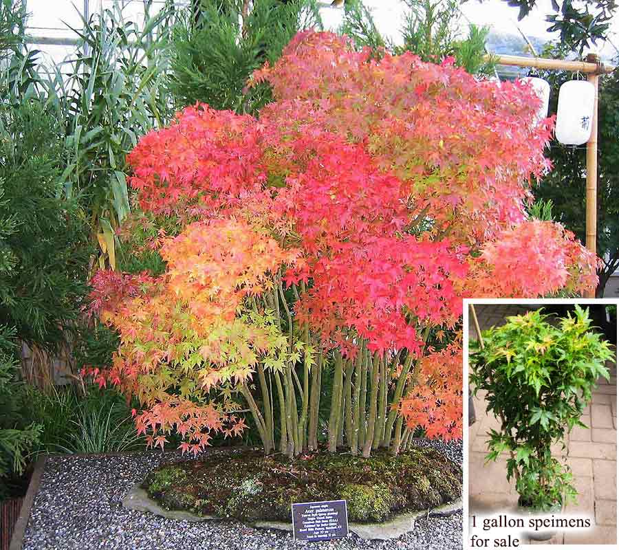 Acer palmatum 'Pre Bonsai' trees