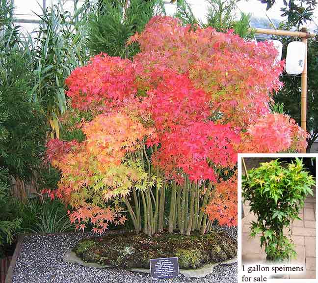 Acer palmatum 'Pre Bonsai' trees