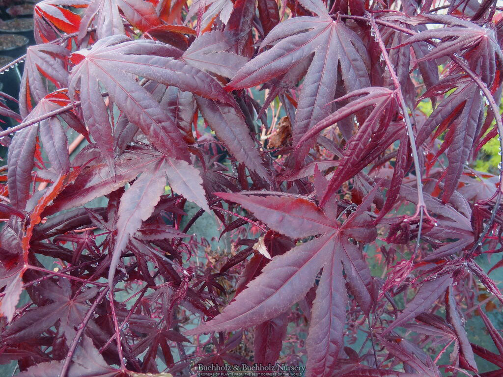 Acer palmatum 'Jet Black'