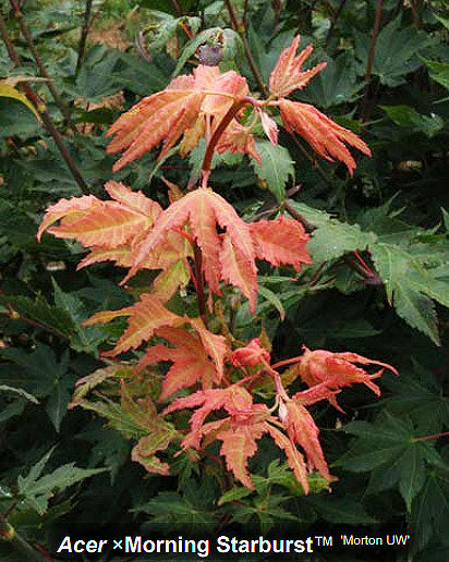 Acer x 'Morning Starburst' - Morton UW