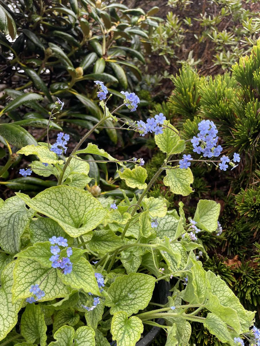 Brunnera macrophylla 'Alexander's Great'