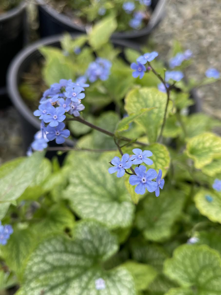 Brunnera macrophylla 'Alexander's Great'