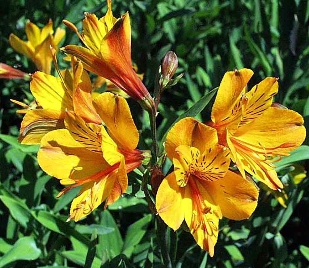 Alstroemeria 'Sussex Gold'