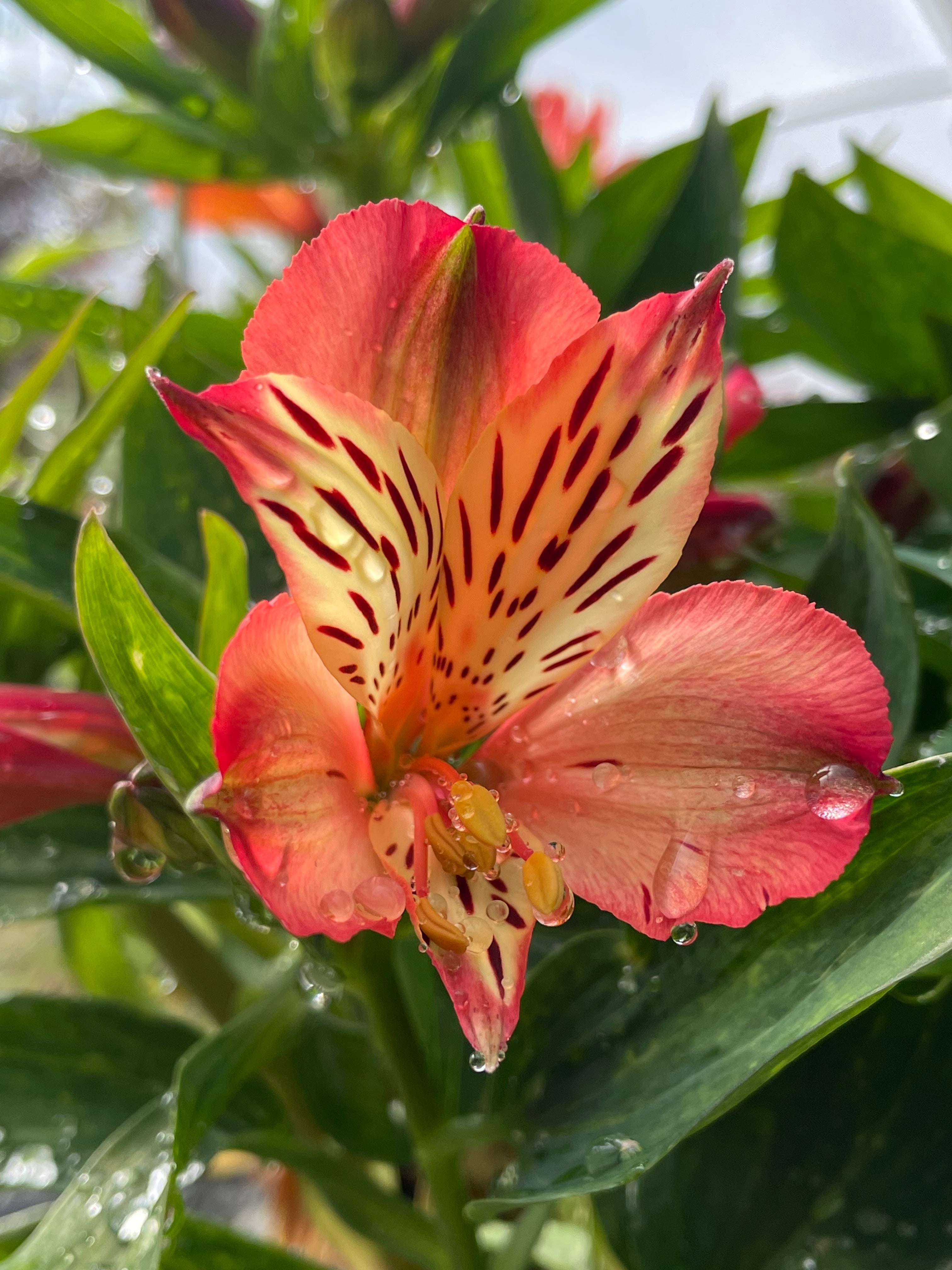 peruvian tiger lily Alstroemeria inticancha 'Bryce'