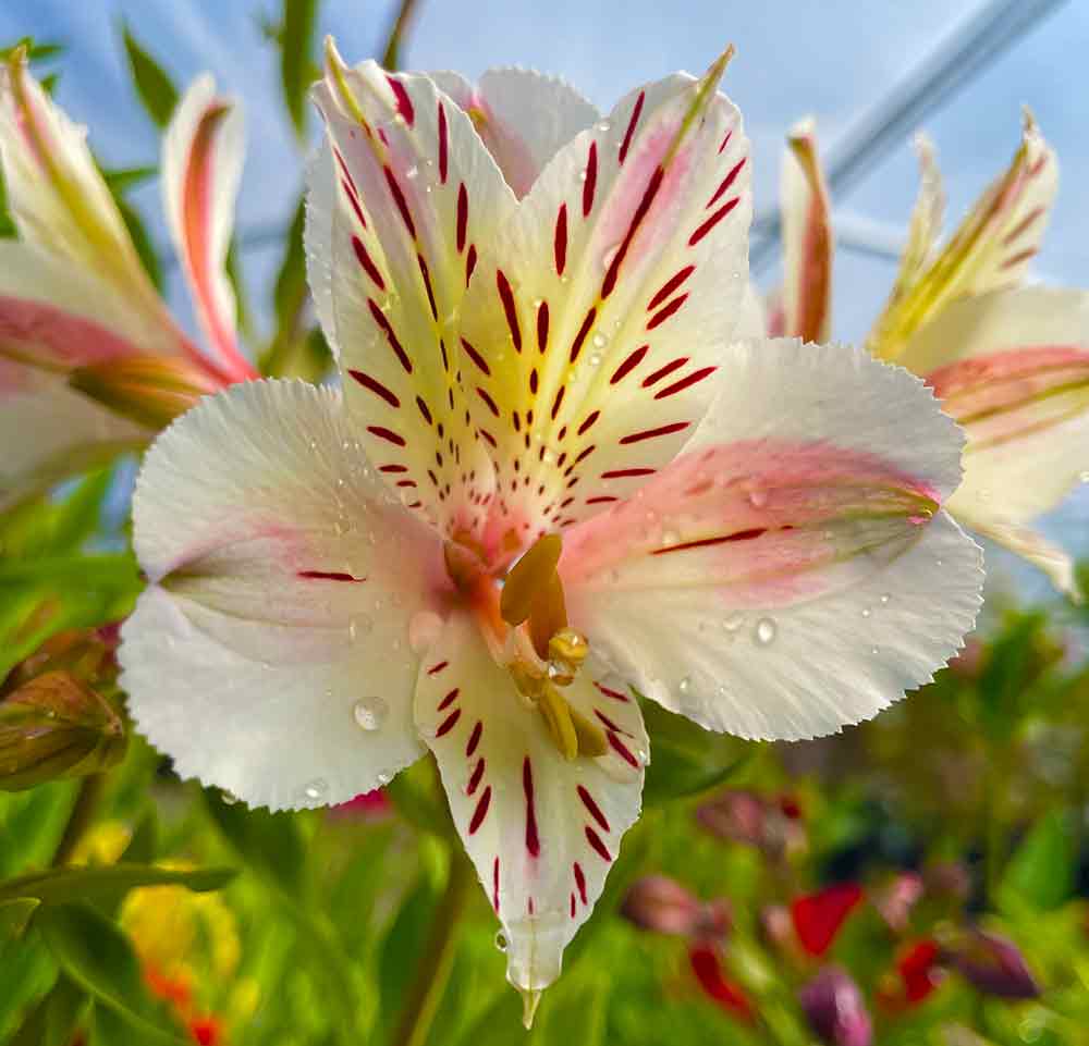white peruvian lily Alstroemeria 'Casablanca'