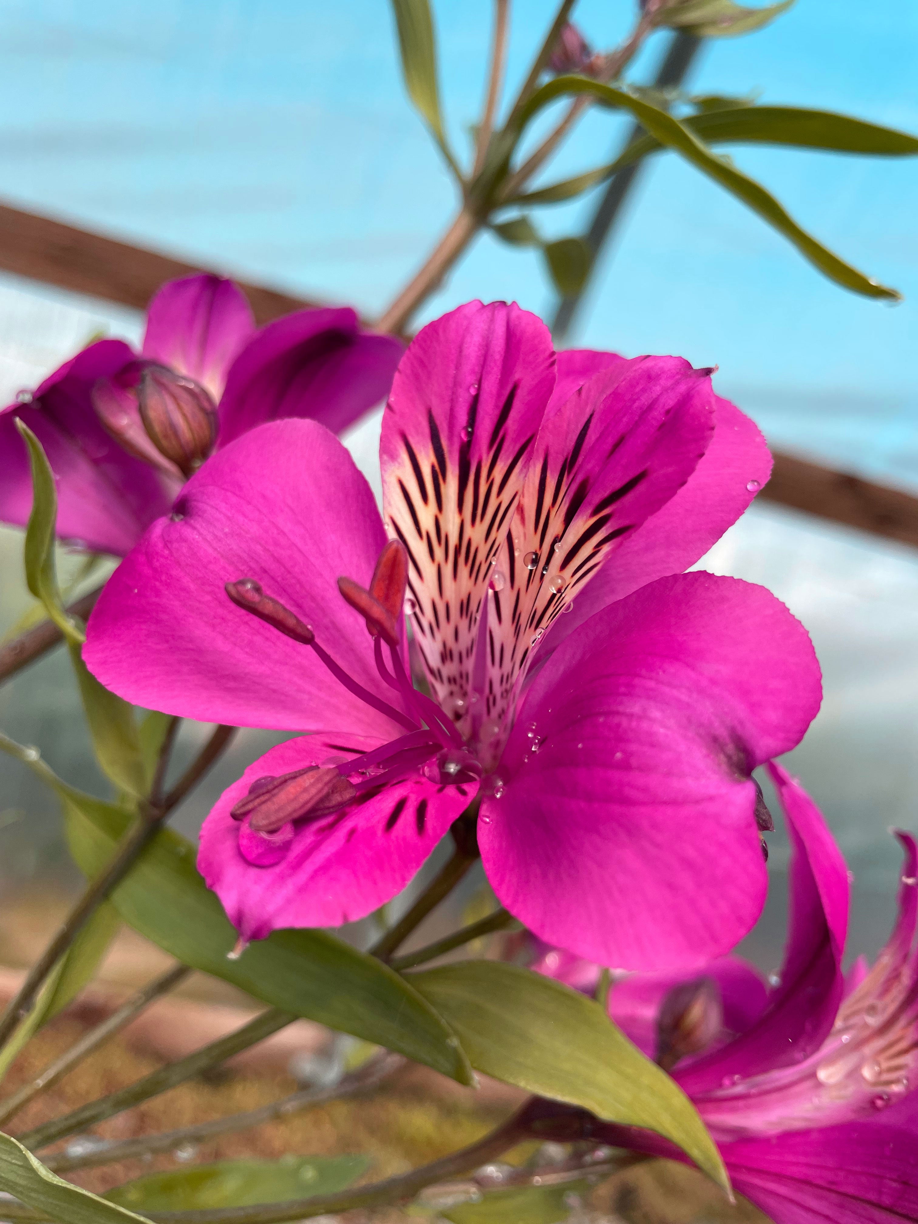 purple peruvian lilies