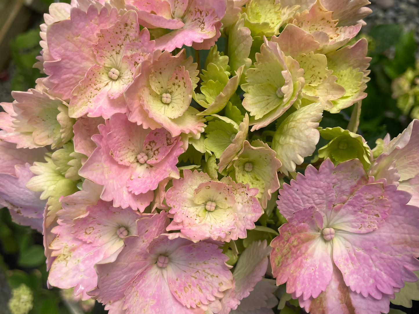 Hydrangea 'Amethyst'