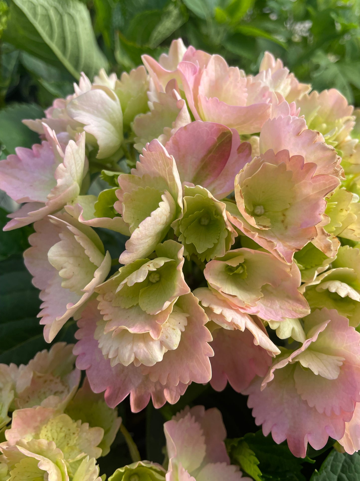 Hydrangea 'Amethyst'