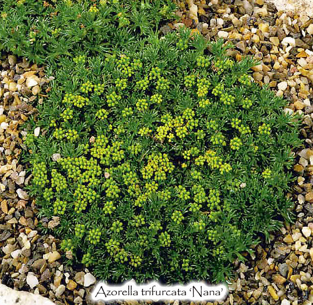 Azorella trifurcata ‘Nana’