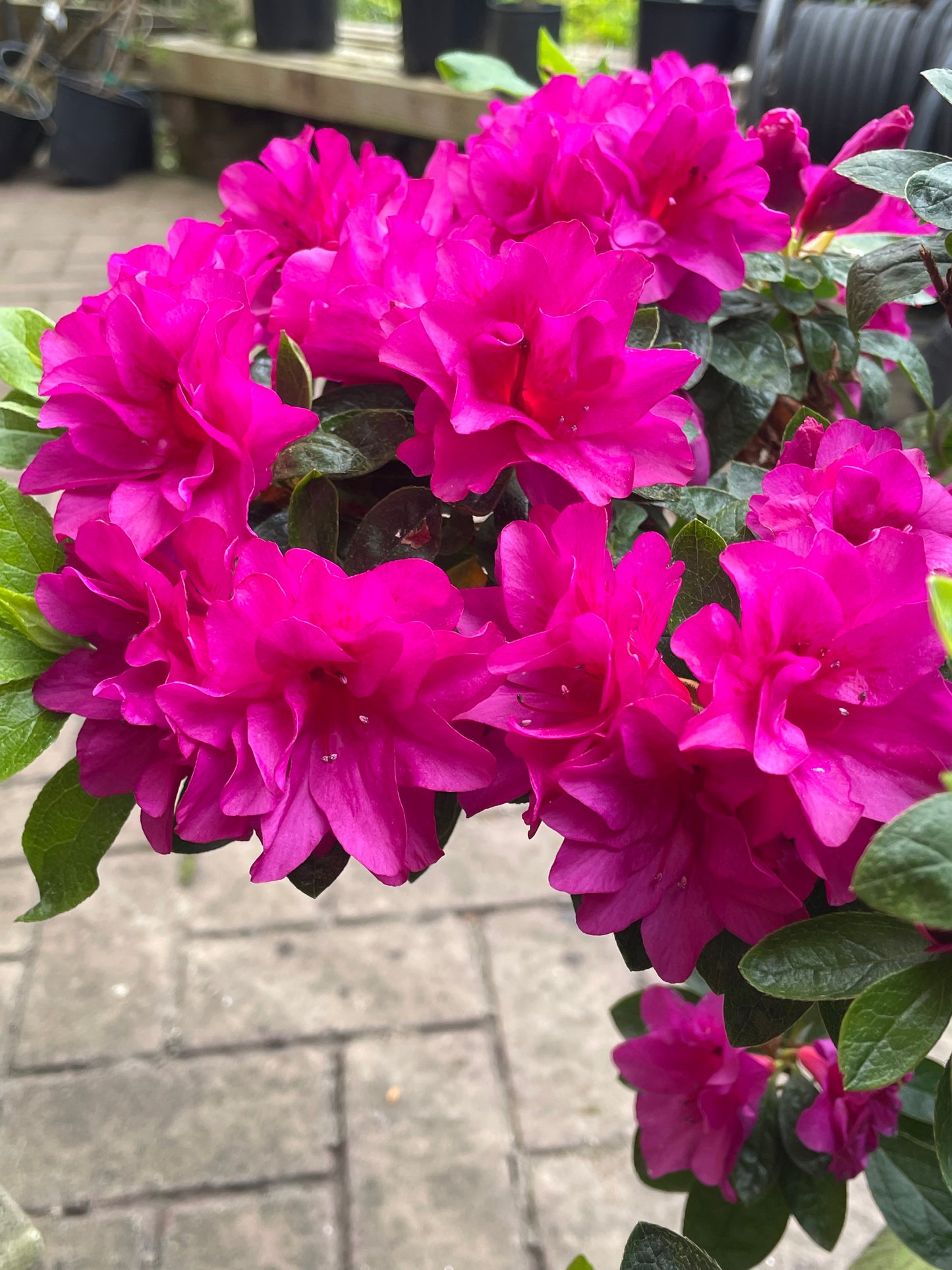Az. 'Barber's Purple'