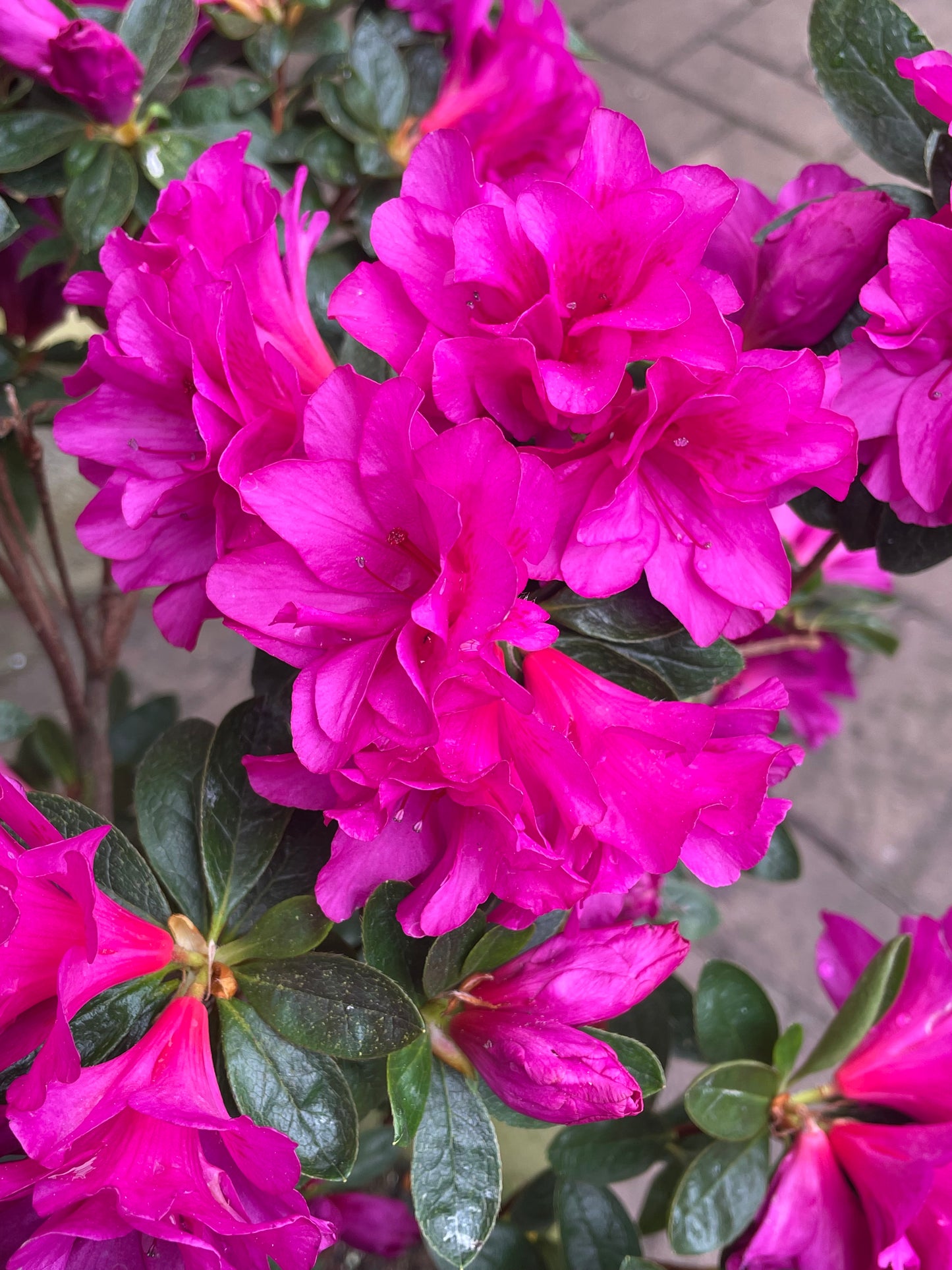 Az. 'Barber's Purple'