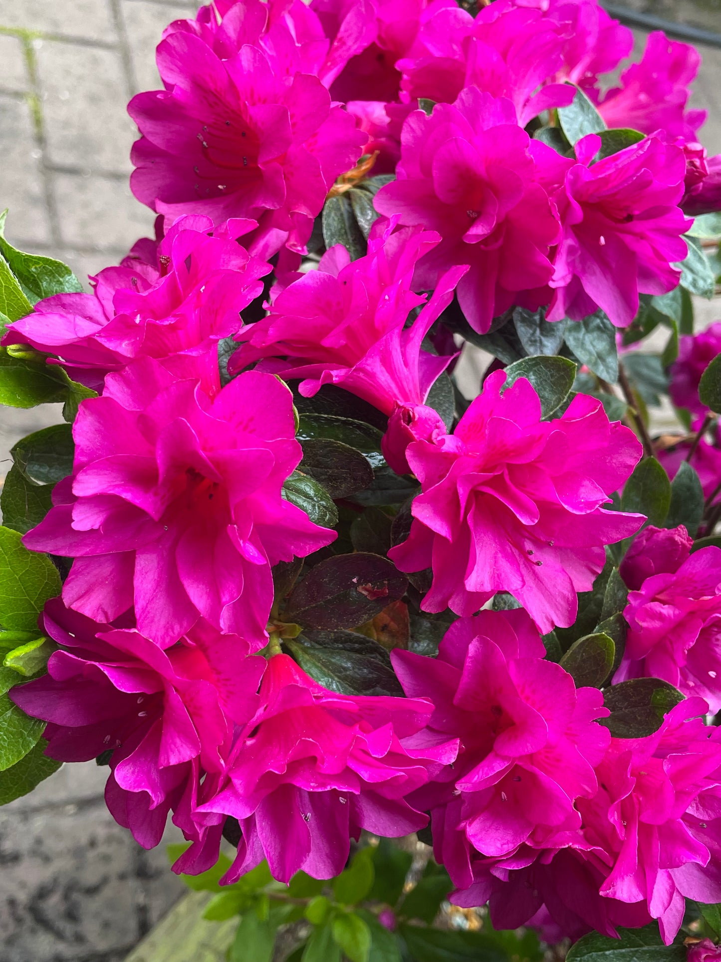 Az. 'Barber's Purple'