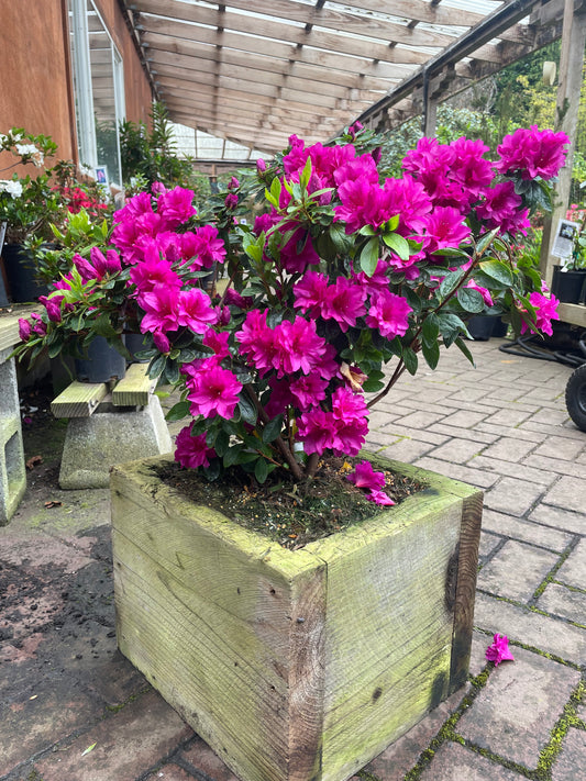 Az. 'Barber's Purple'