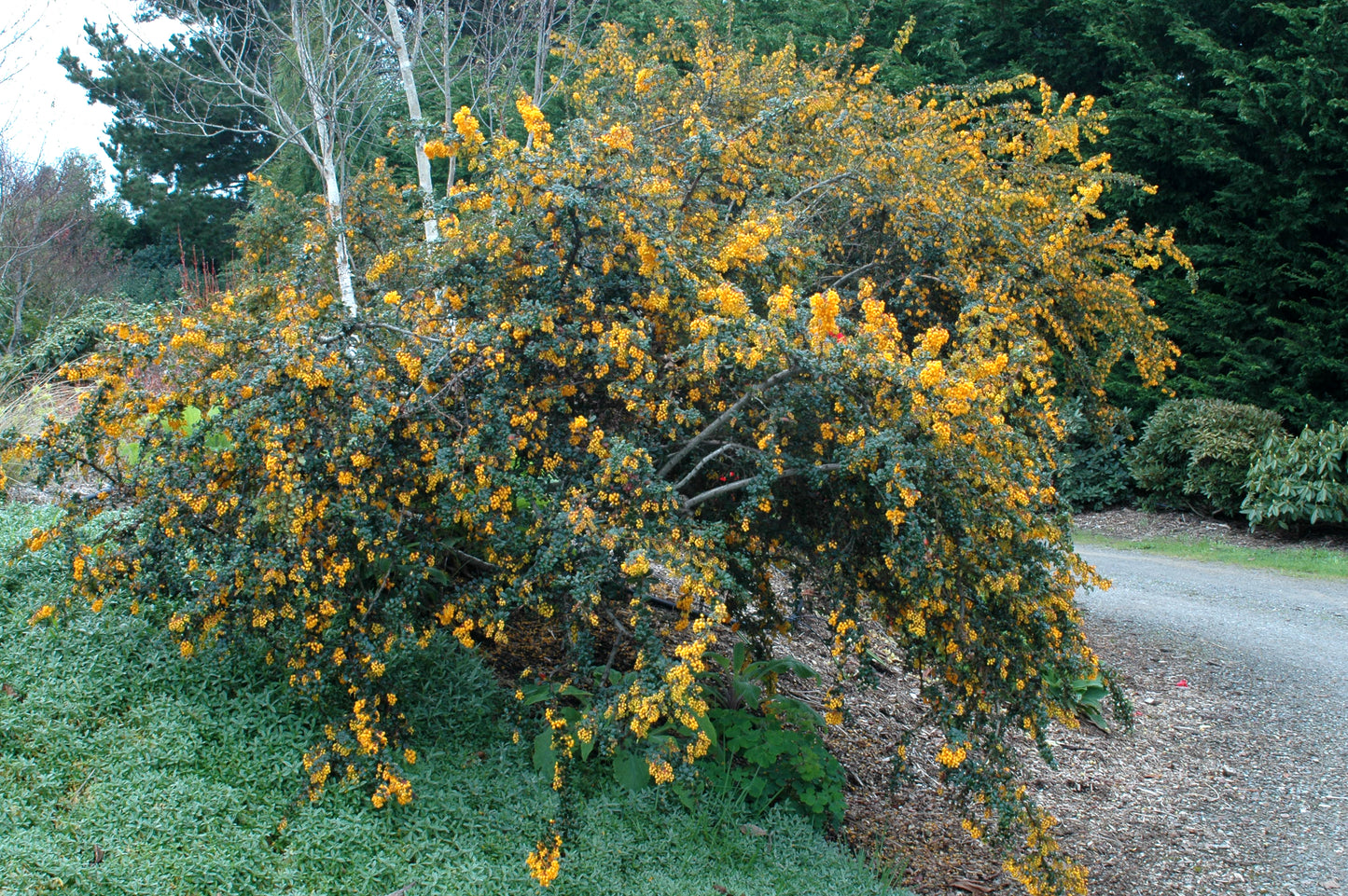 Darwin's Barberry