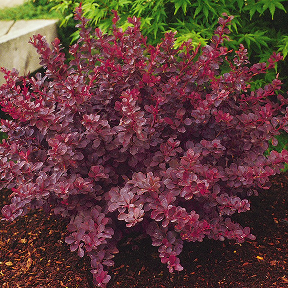 Berberis thunbergii 'Royal Burgundy'