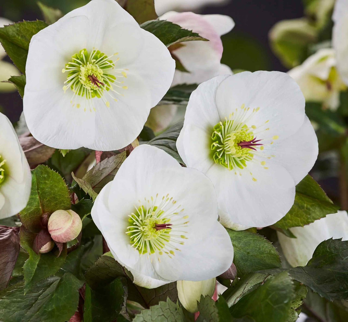 Helleborus g. 'Ice n' Roses Bianco'