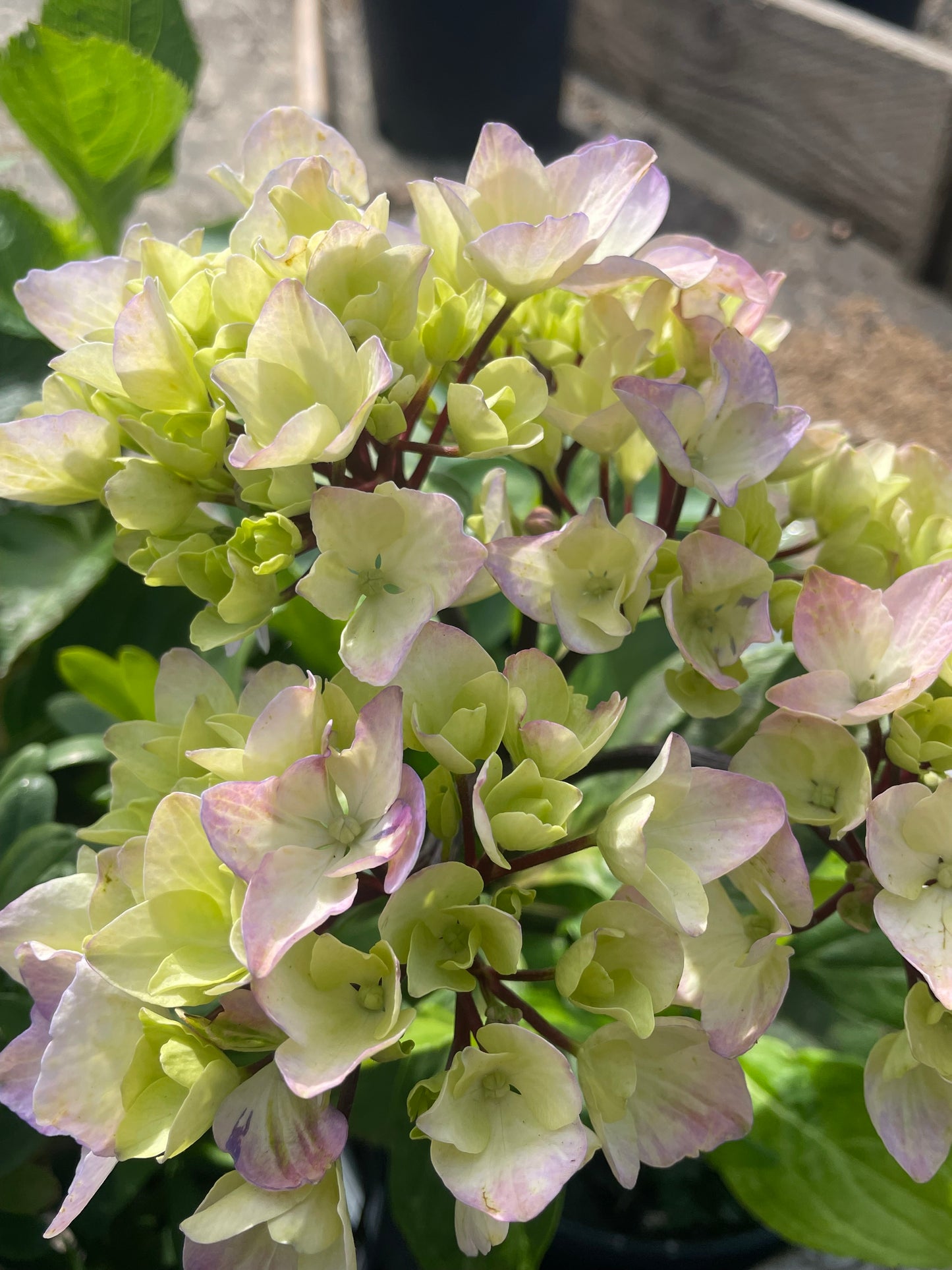 Hydrangea nigra 'Black Pearl'