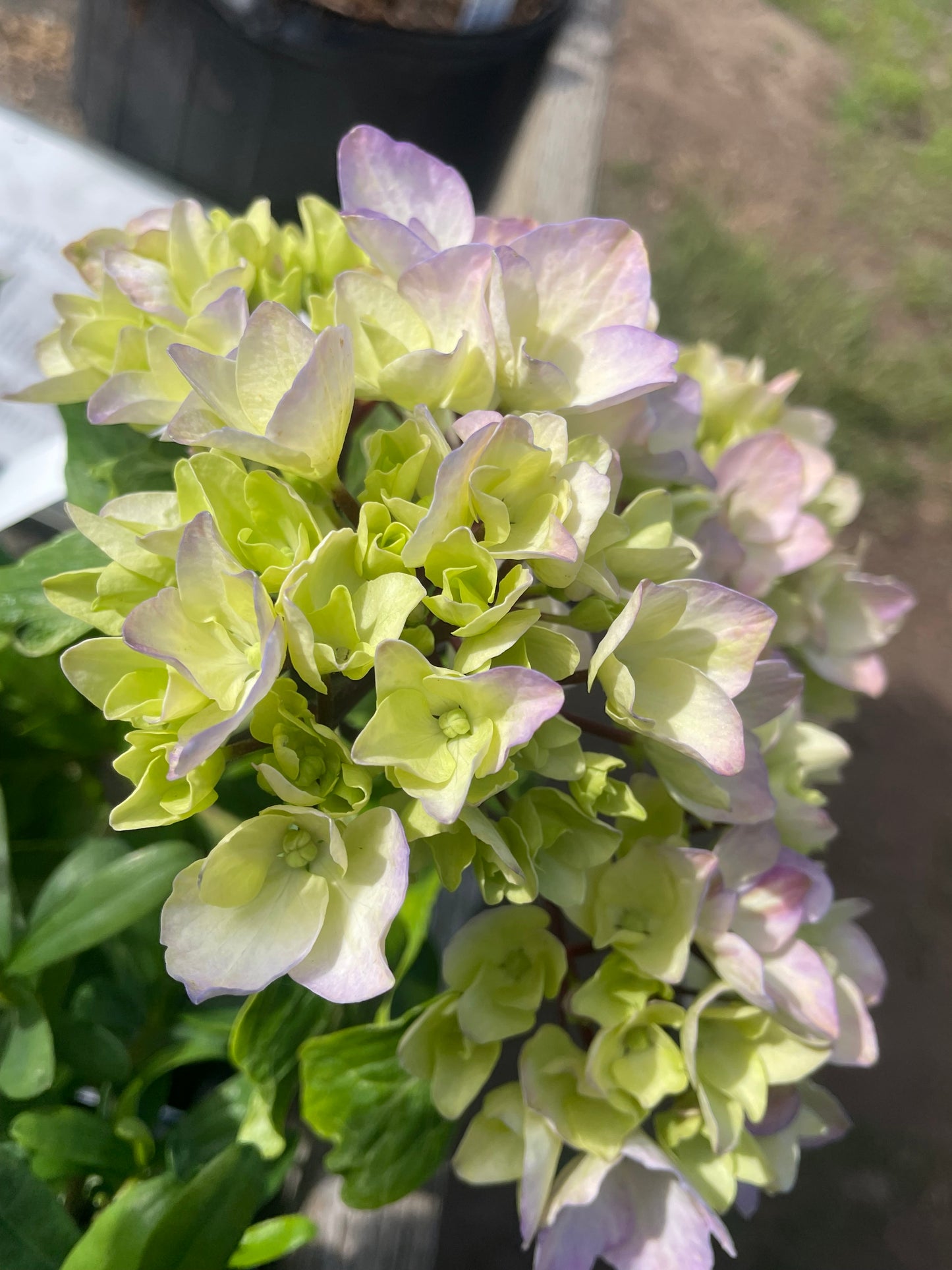 Hydrangea nigra 'Black Pearl'