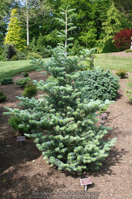 Abies koreana 'Blaue Zwo'