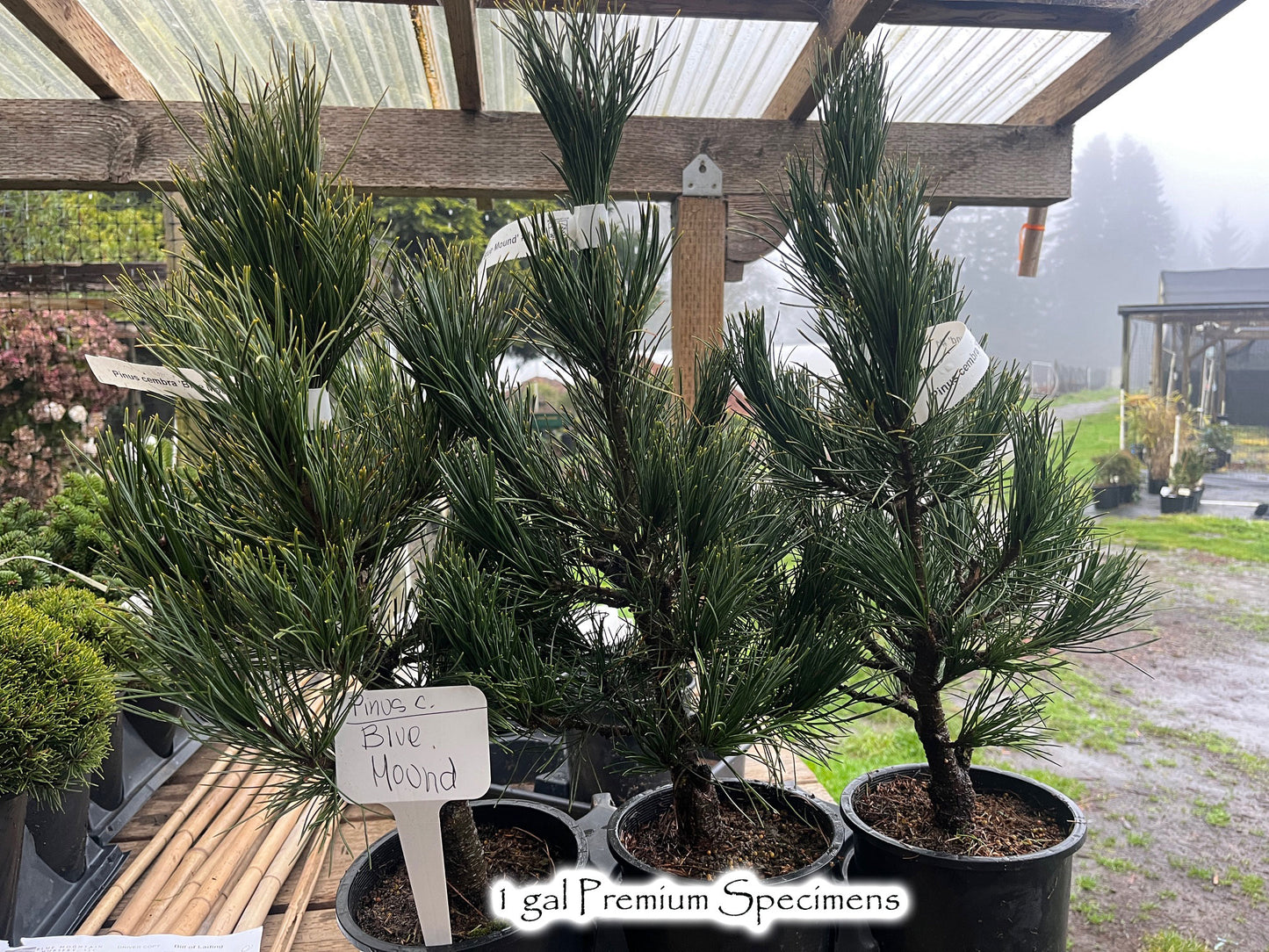 Pinus cembra 'Blue Mound'