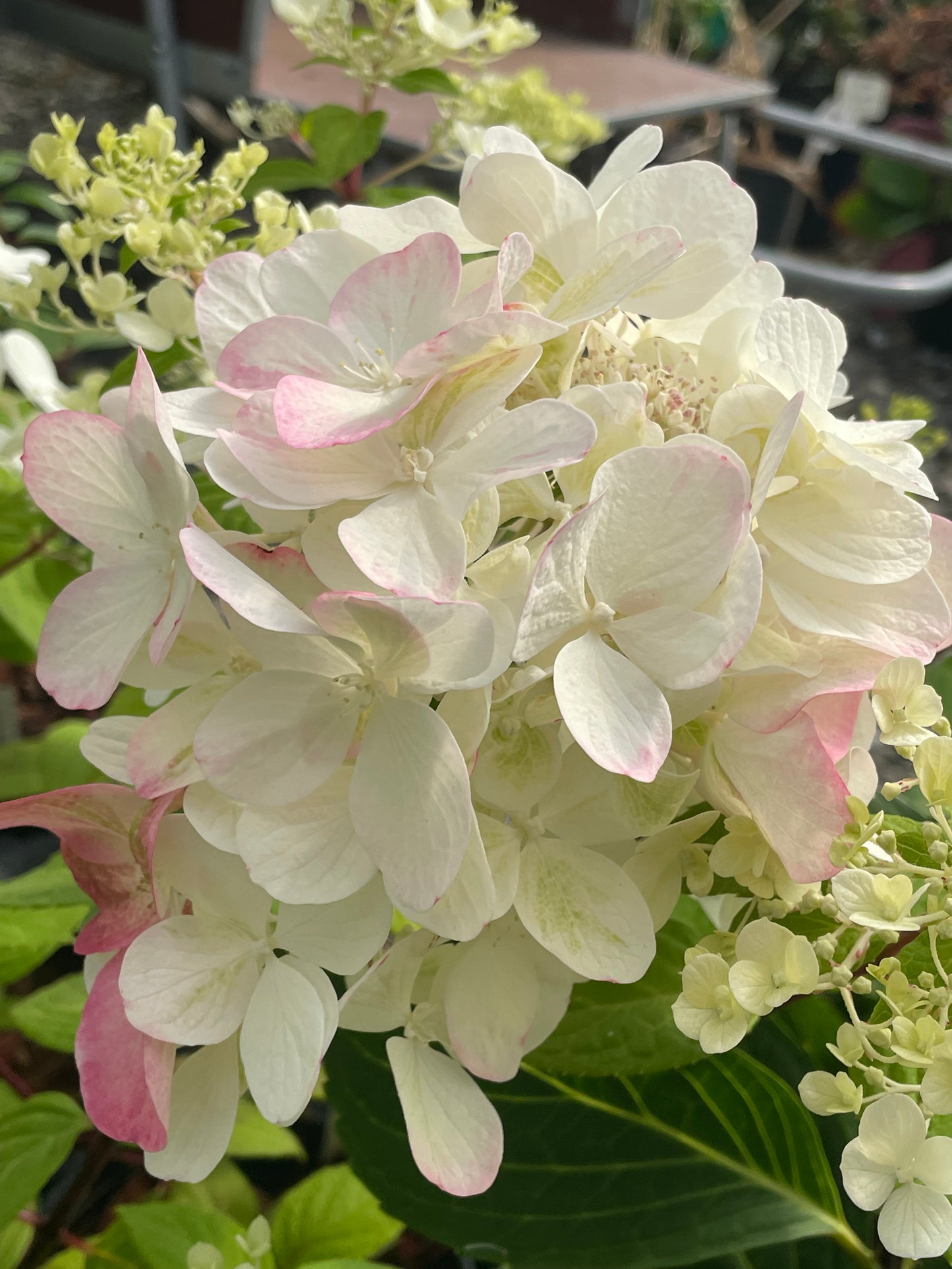 Hydrangea paniculata 'Bombshell'