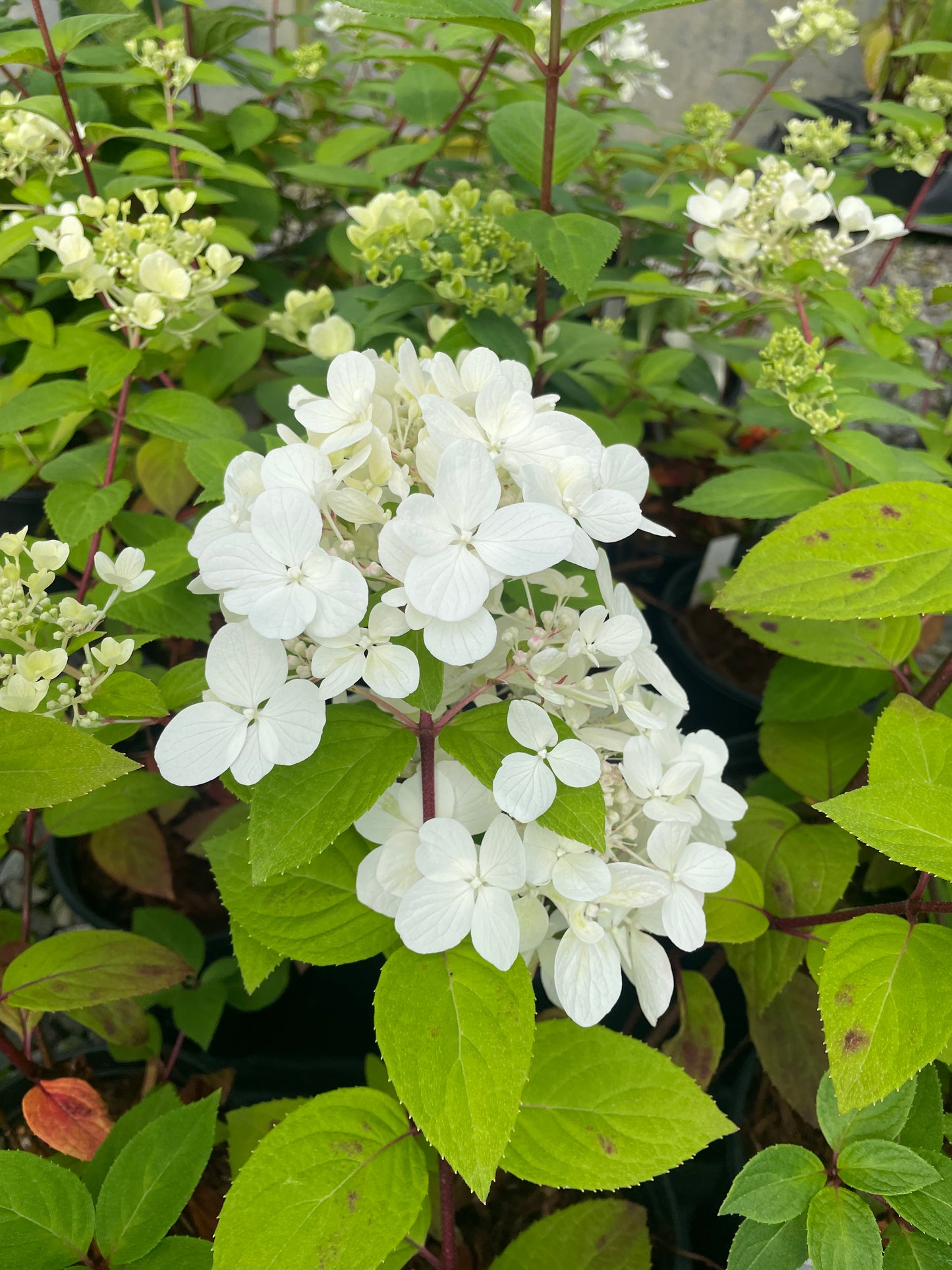 Hydrangea paniculata 'Bombshell'