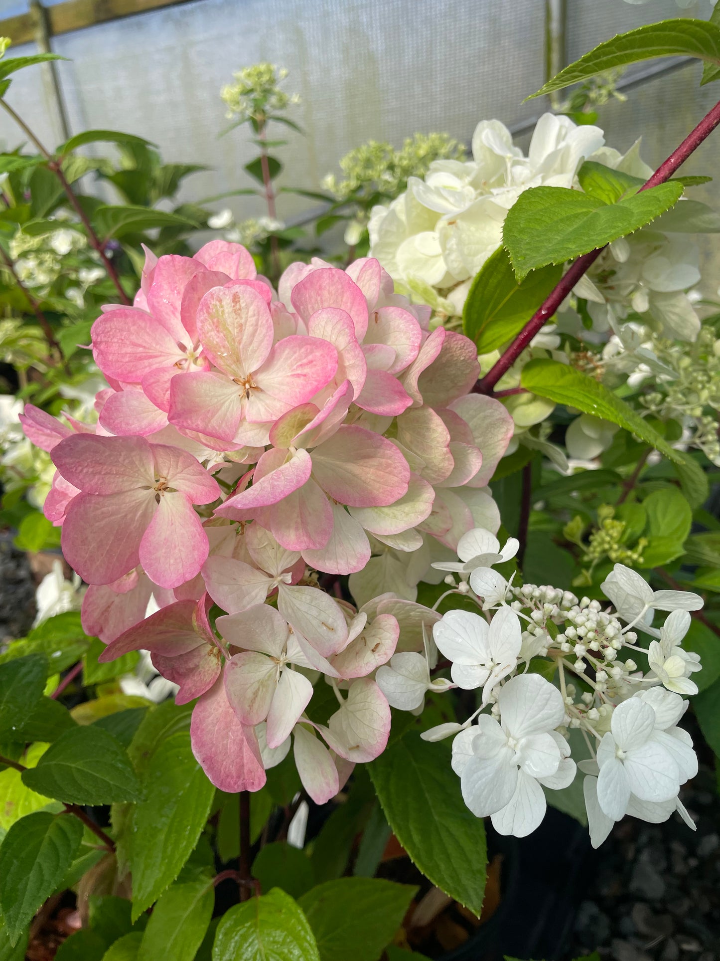 Hydrangea paniculata 'Bombshell'