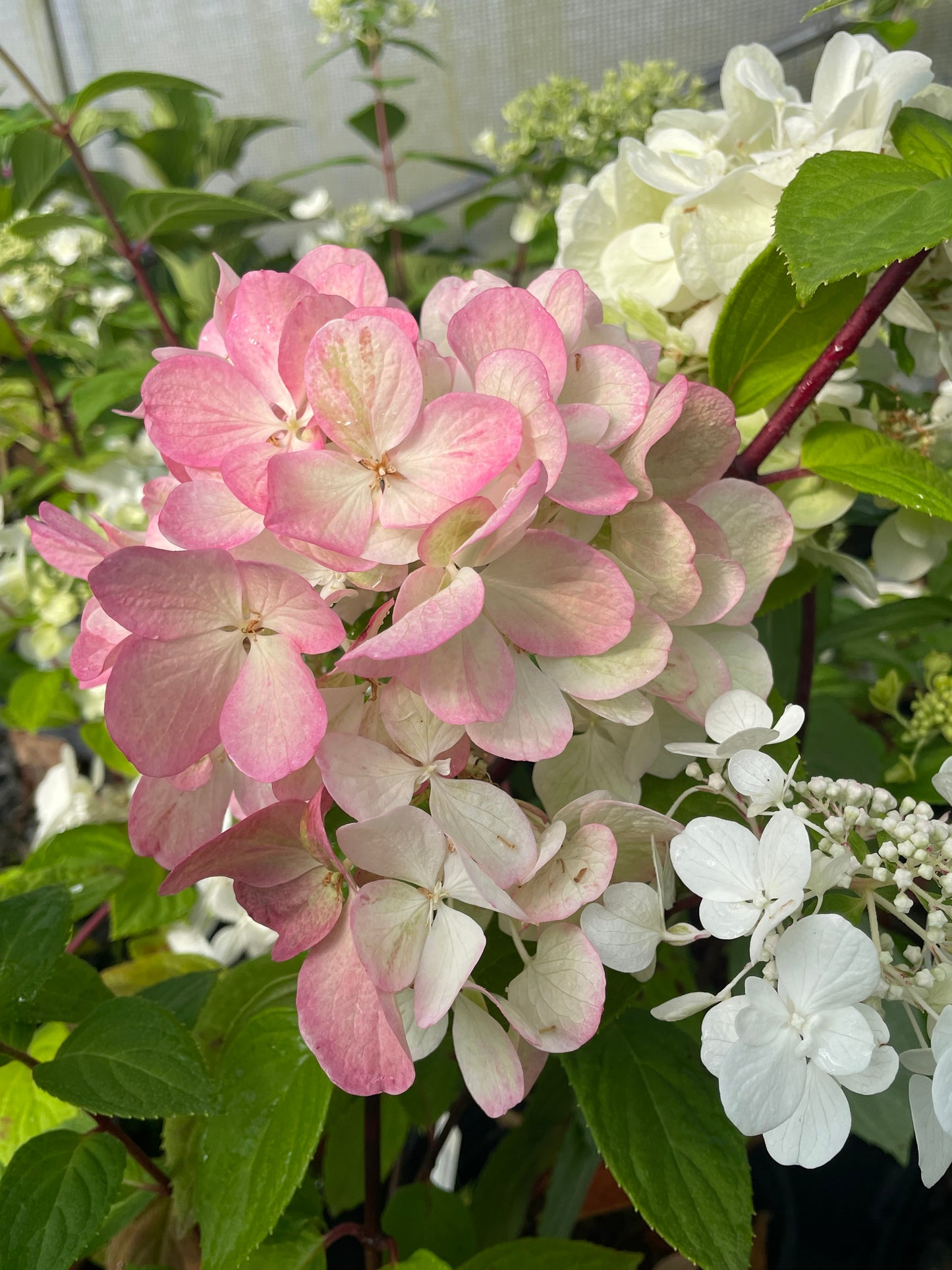 Hydrangea paniculata 'Bombshell'