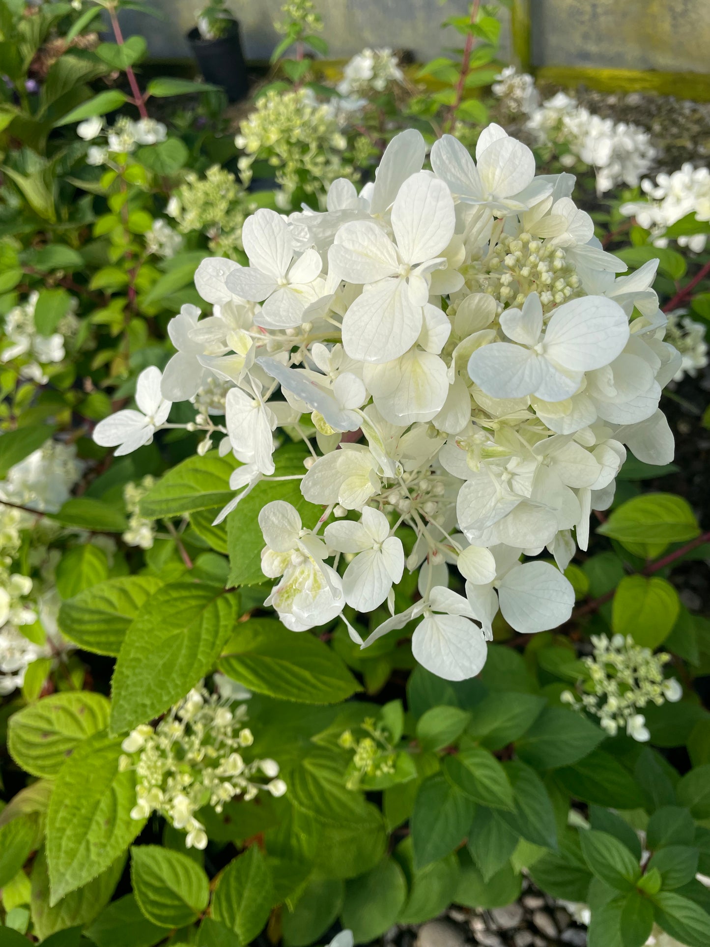 Hydrangea paniculata 'Bombshell'