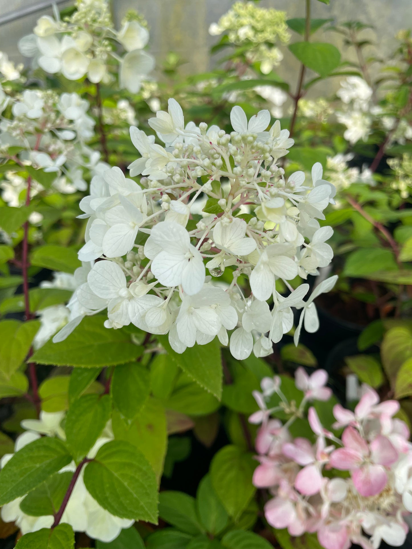 Hydrangea paniculata 'Bombshell'