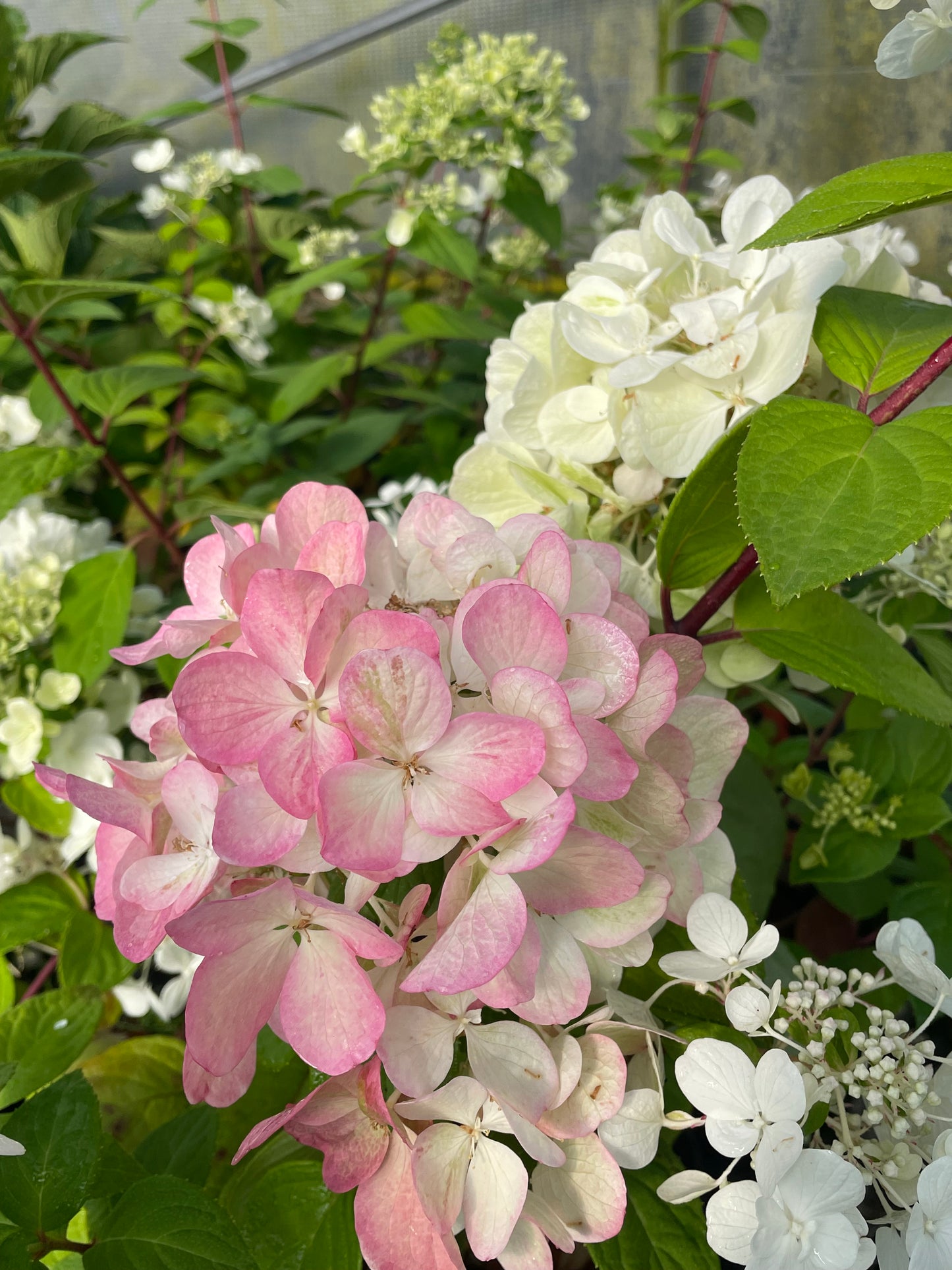 Hydrangea paniculata 'Bombshell'