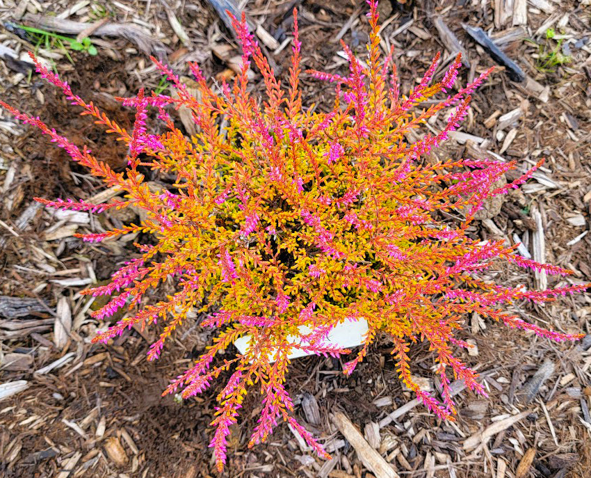 Calluna vulgaris 'Bonita'