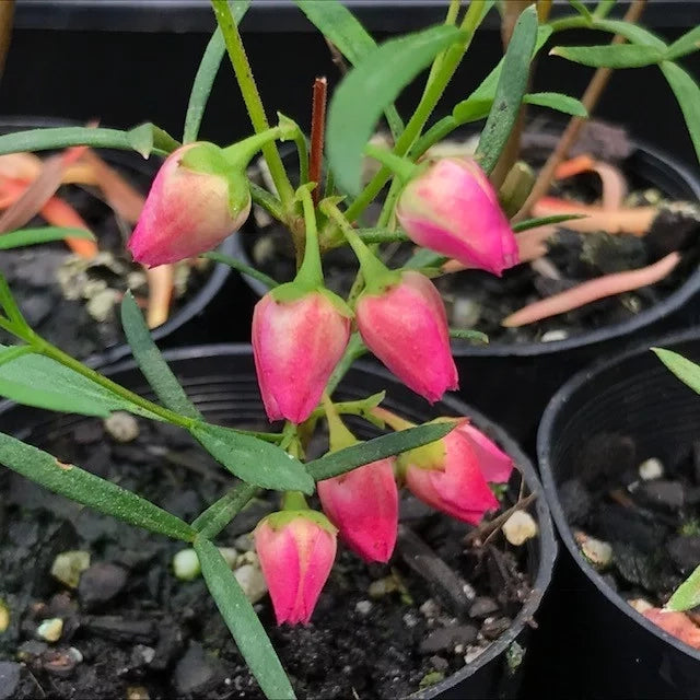Boronia heterphylla - Red Boronia