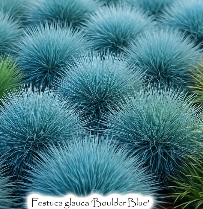 Festuca glauca 'Boulder Blue'