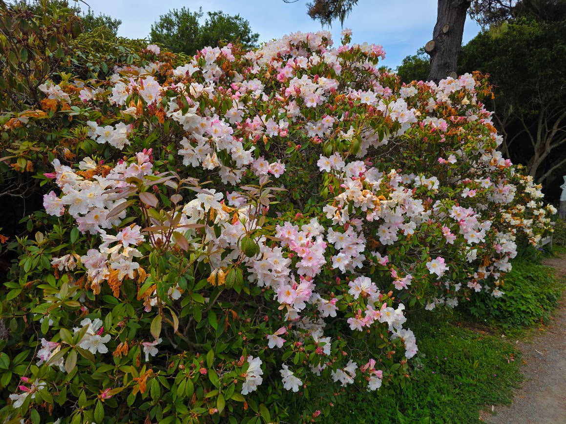R. carneum