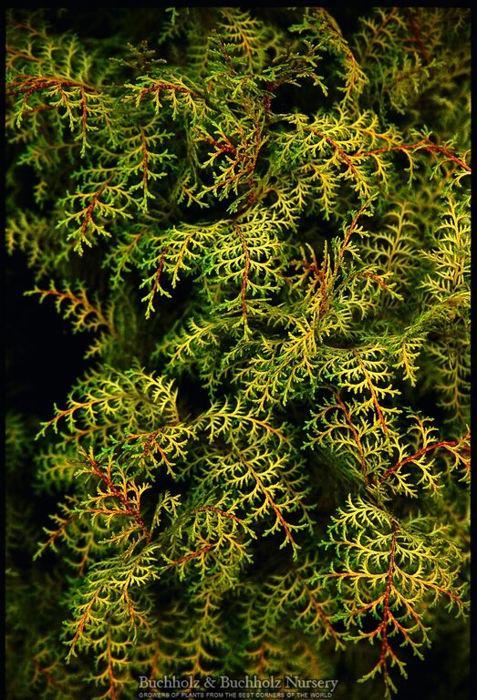 Chamaecyparis obtusa 'Kamarachiba'