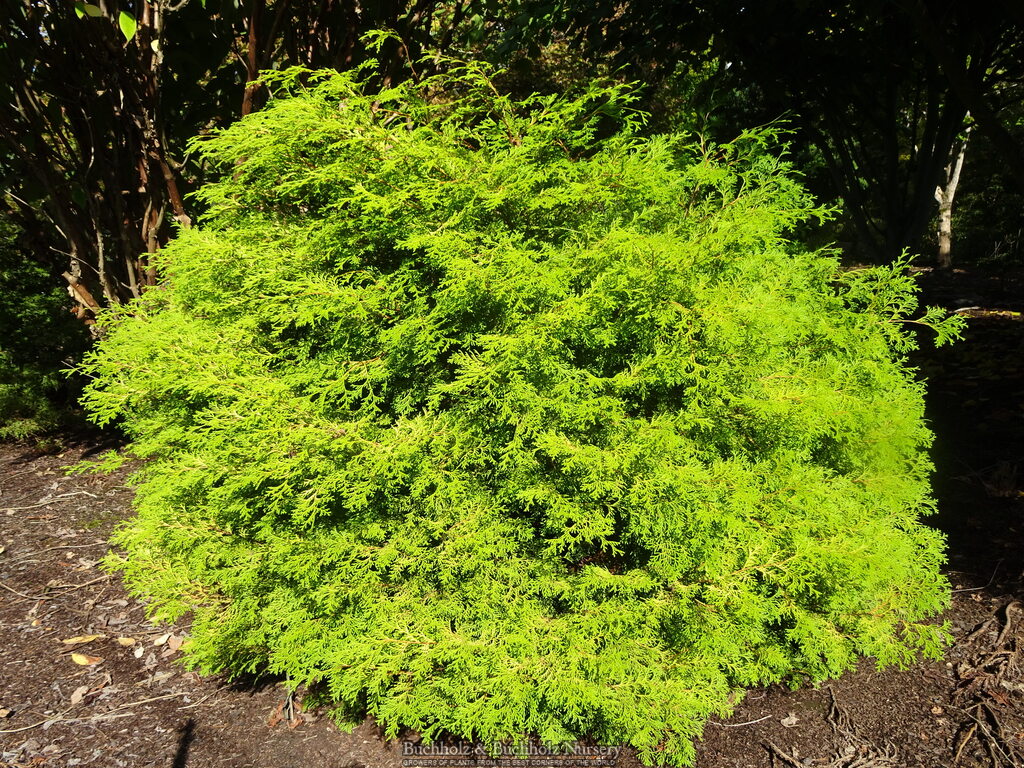 Chamaecyparis obtusa 'Kamarachiba'