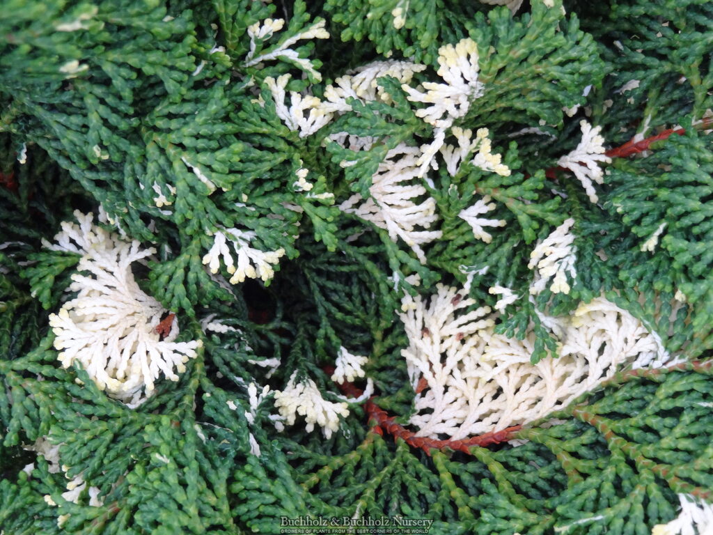 Chamaecyparis obtusa 'Moonshine'