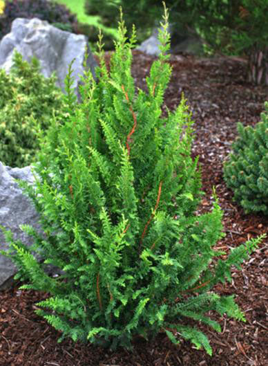 Chamaecyparis obtusa 'Filicoides Compacta'