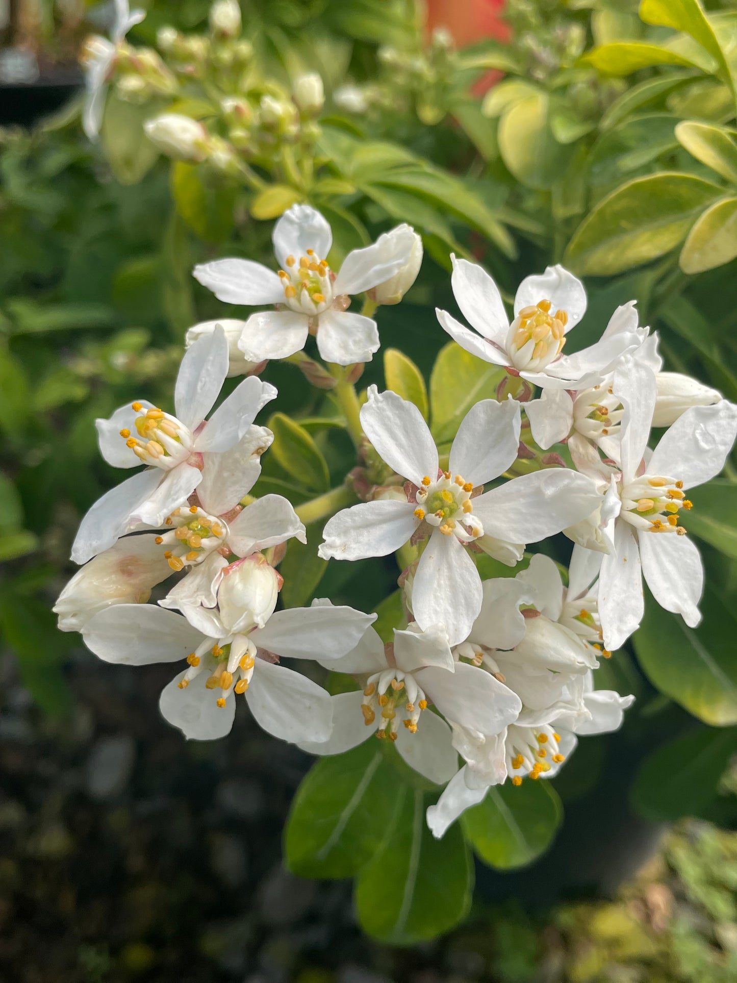 Choisya ternata 'Sundance'