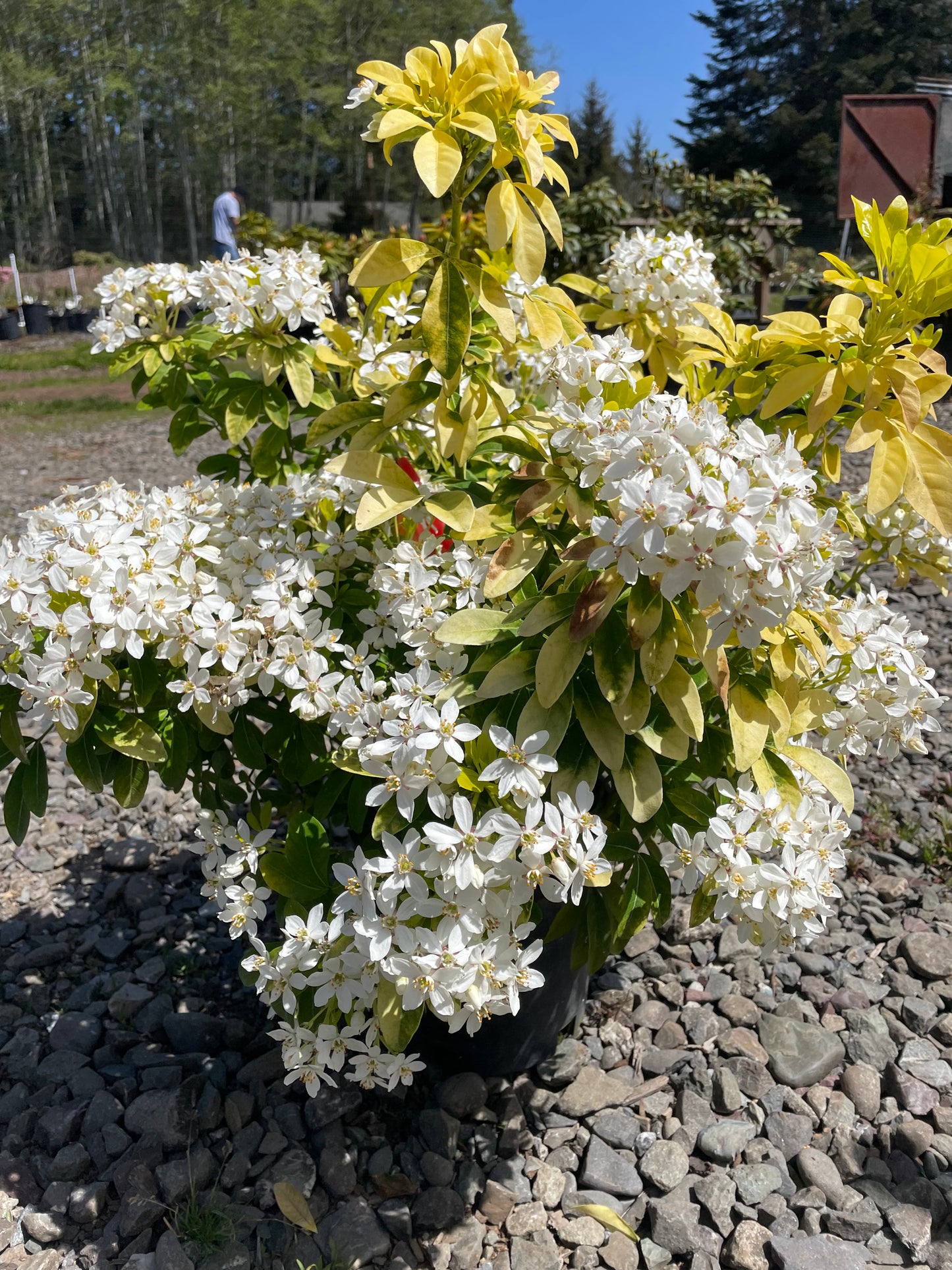 Choisya ternata 'Sundance'